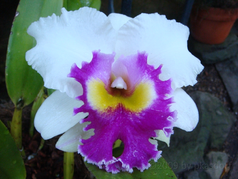 Western Michigan [2009] 172.JPG - Scenes from Frederik Meijer Gardens & Sculpture Park.